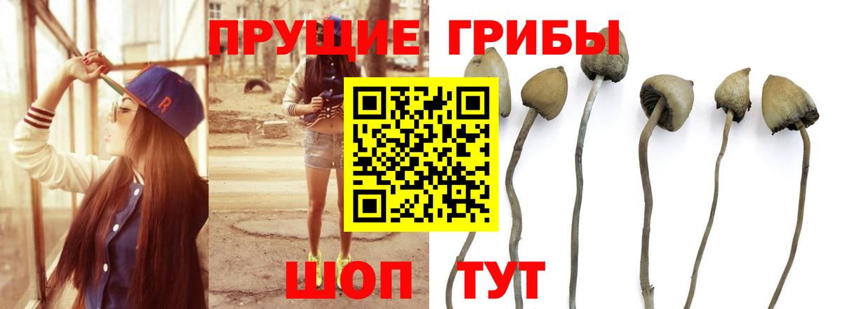 Урюпинск  Псилоцибиновые грибы мухоморы  Вход с VPN  даркнет сайт  Галлюциногенные грибы Psilocybine cubensis 